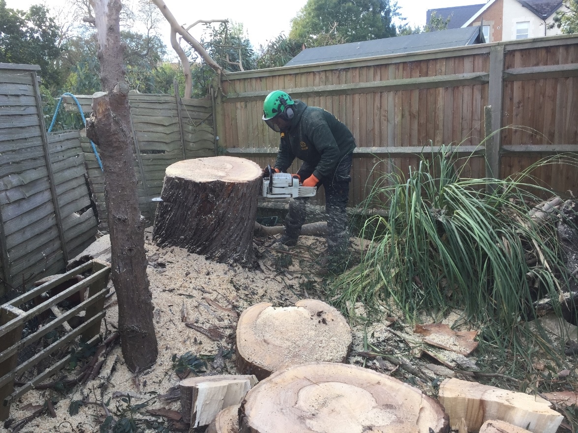 Professional Tree Surgeon in Surrey | Specialist Arborist Services