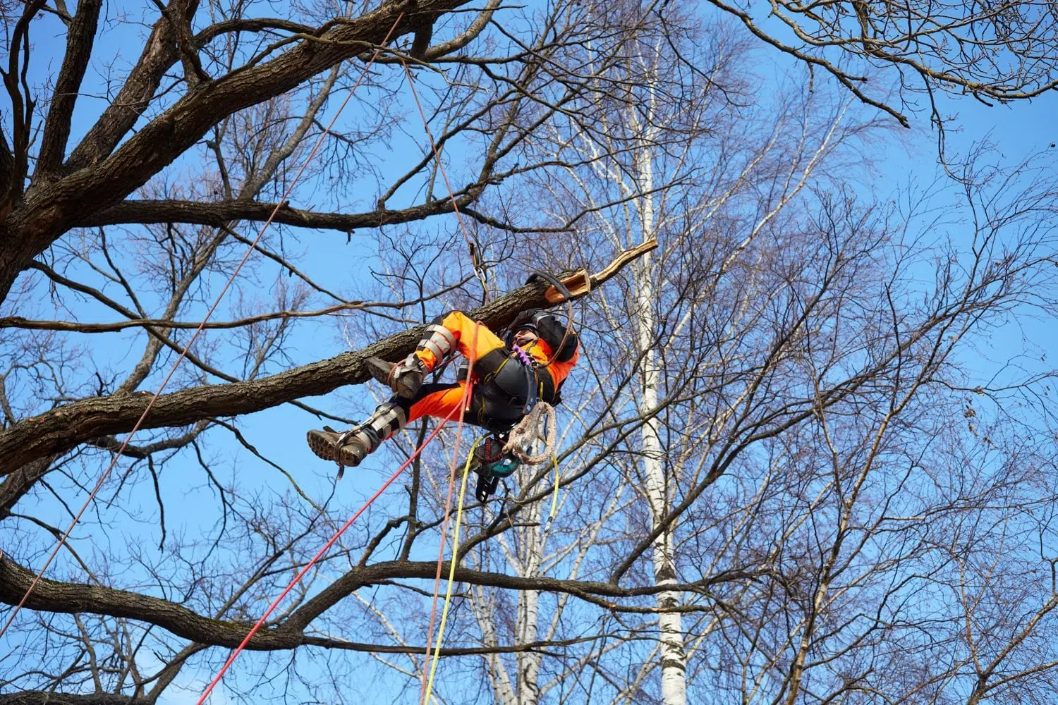 Tree Surgeon Near Gatwick Tree Surgeon Near Gatwick