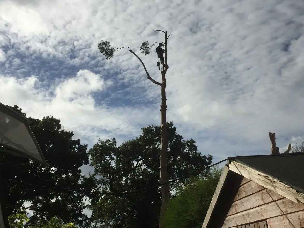 Petworth tree services Tree surgery services in Petworth