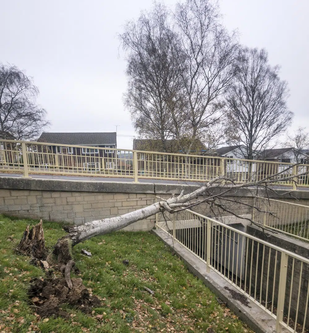 Tree Surgeons Crawley Tree Surgeons Crawley