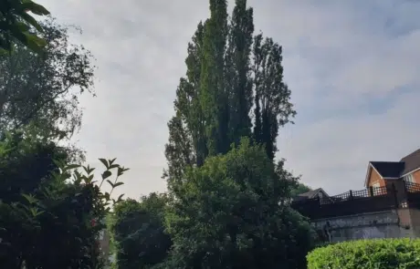 Tree Surgeons Newdigate 1 Tree Surgeons Newdigate 1