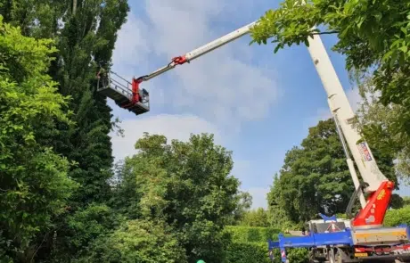 Tree Surgeons Newdigate 2 Tree Surgeons Newdigate 2