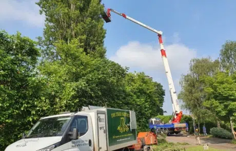 Tree Surgeons Newdigate 3 Tree Surgeons Newdigate 3