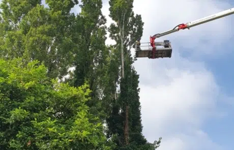 Tree Surgeons Newdigate 4 Tree Surgeons Newdigate 4
