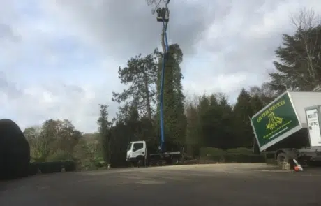 Tree Surgeons Sutton Tree Surgeons Sutton