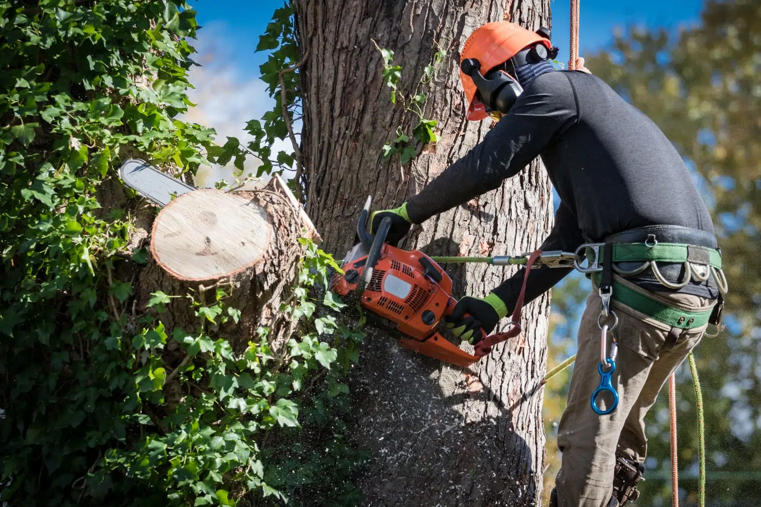 Tree Surgery Rusper Tree Surgery Rusper