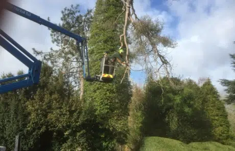 Tree Surgery Sutton Tree Surgery Sutton