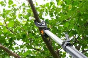 When To Prune Trees